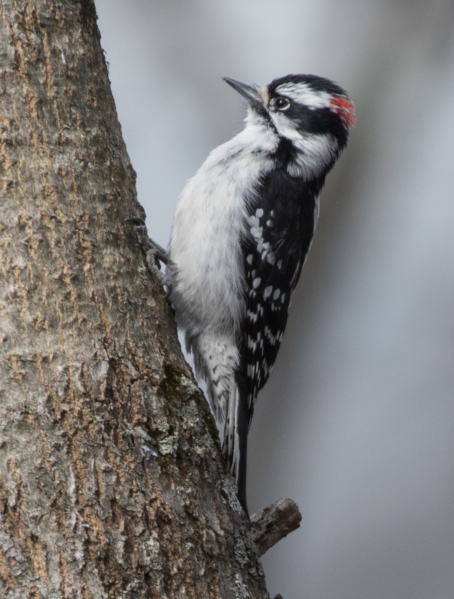 Downy Woodpecker - ML91025751