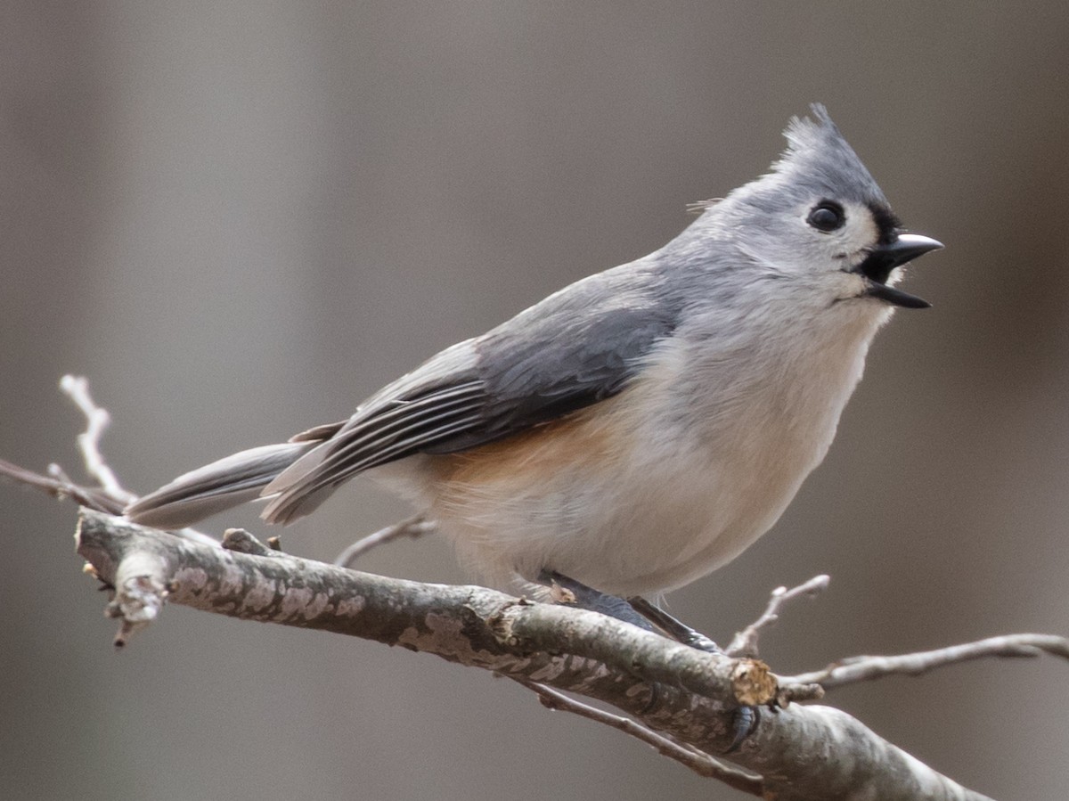 Tufted Titmouse - ML91025811