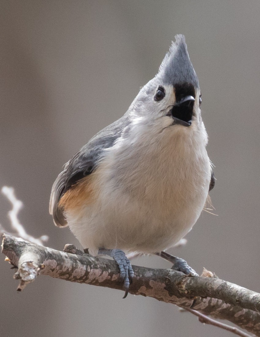 Tufted Titmouse - ML91025821