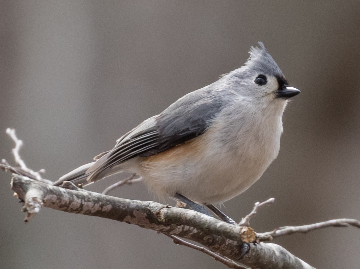Tufted Titmouse - ML91025831