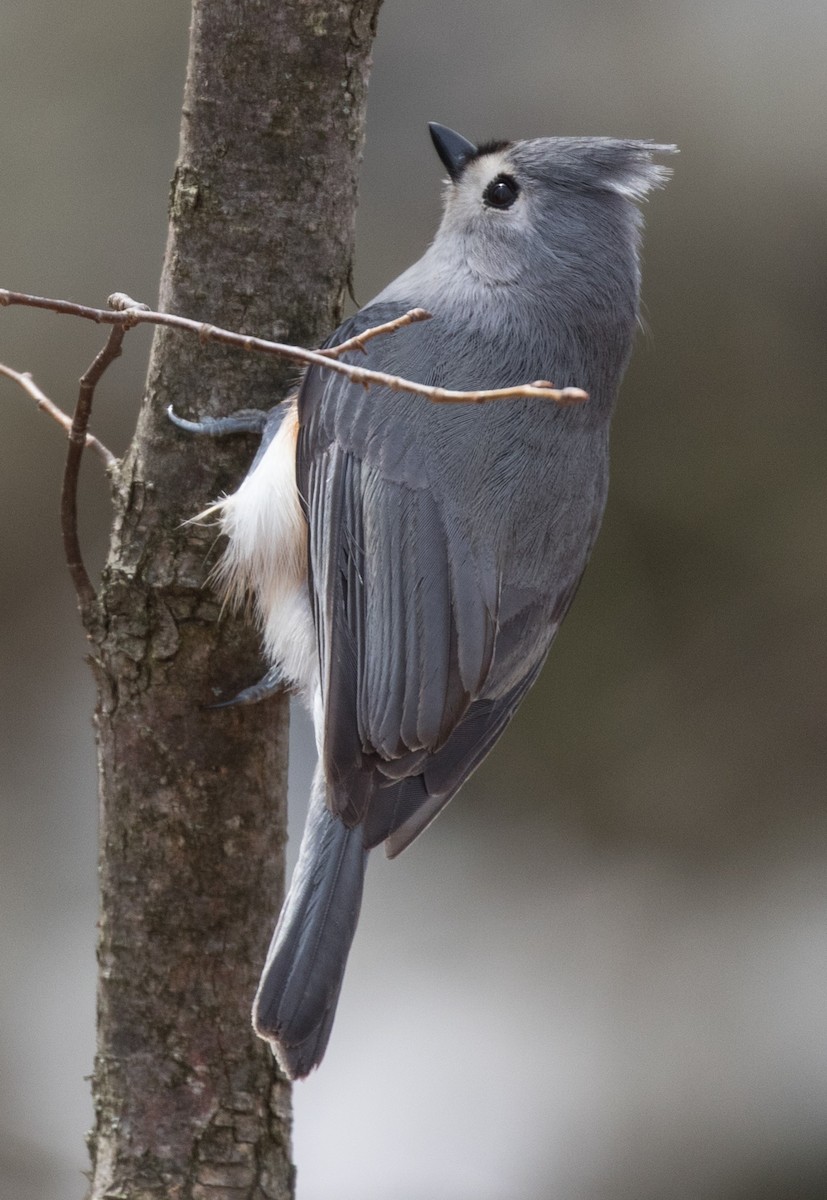 Tufted Titmouse - ML91025841