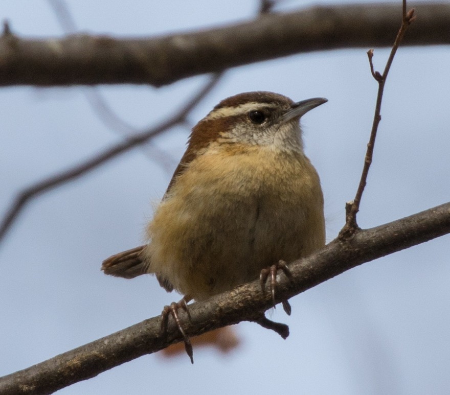 Carolina Wren - ML91025861