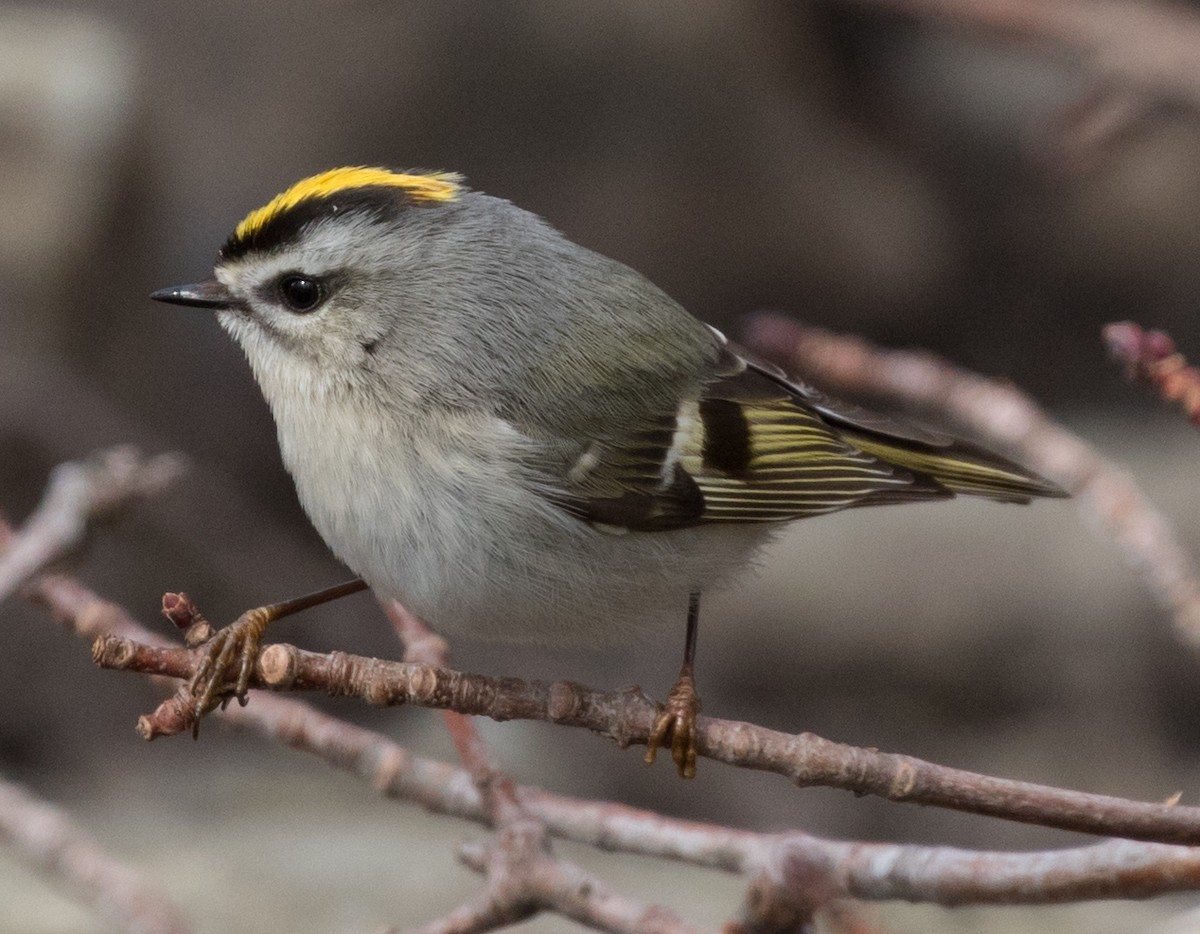 Golden-crowned Kinglet - ML91025901