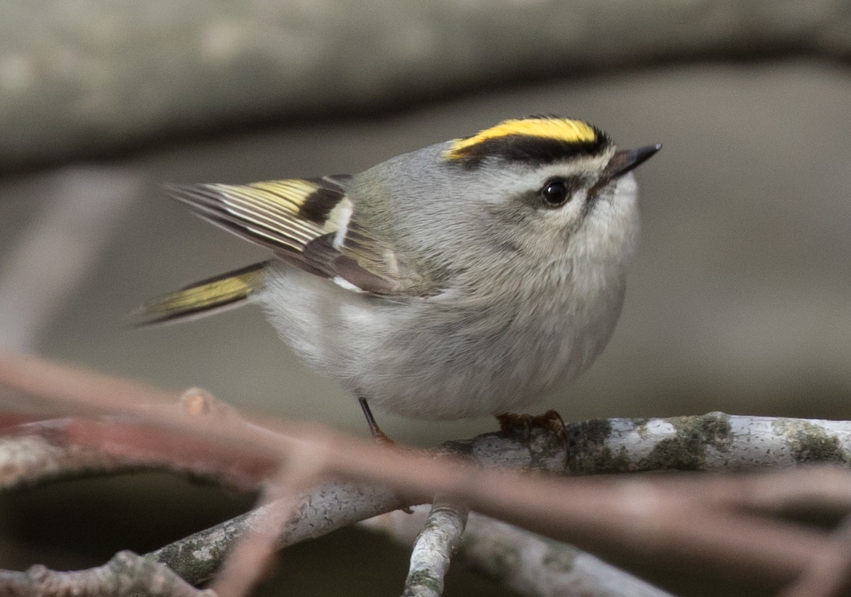 Golden-crowned Kinglet - ML91025941