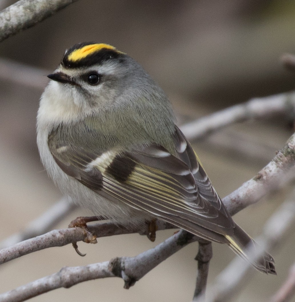 Golden-crowned Kinglet - ML91025951