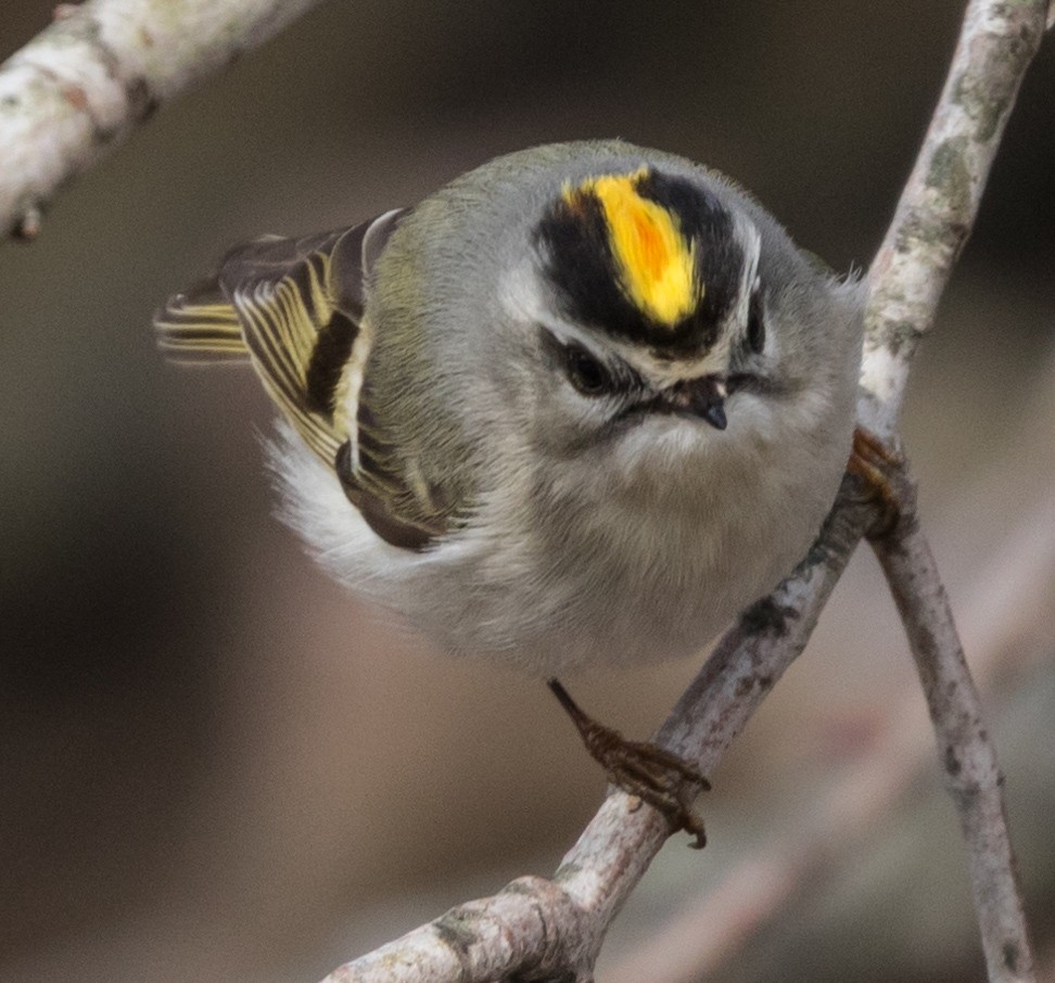 Golden-crowned Kinglet - ML91025961