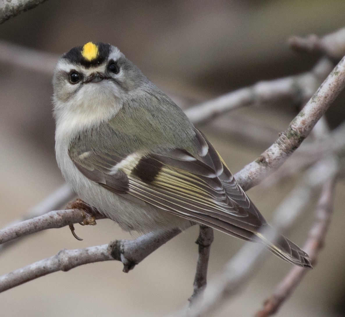 Golden-crowned Kinglet - ML91025971