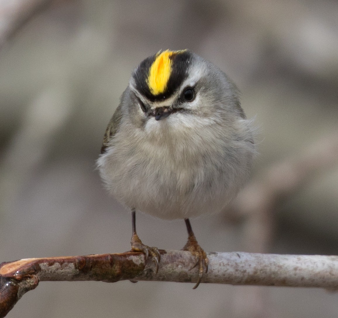Golden-crowned Kinglet - ML91026051