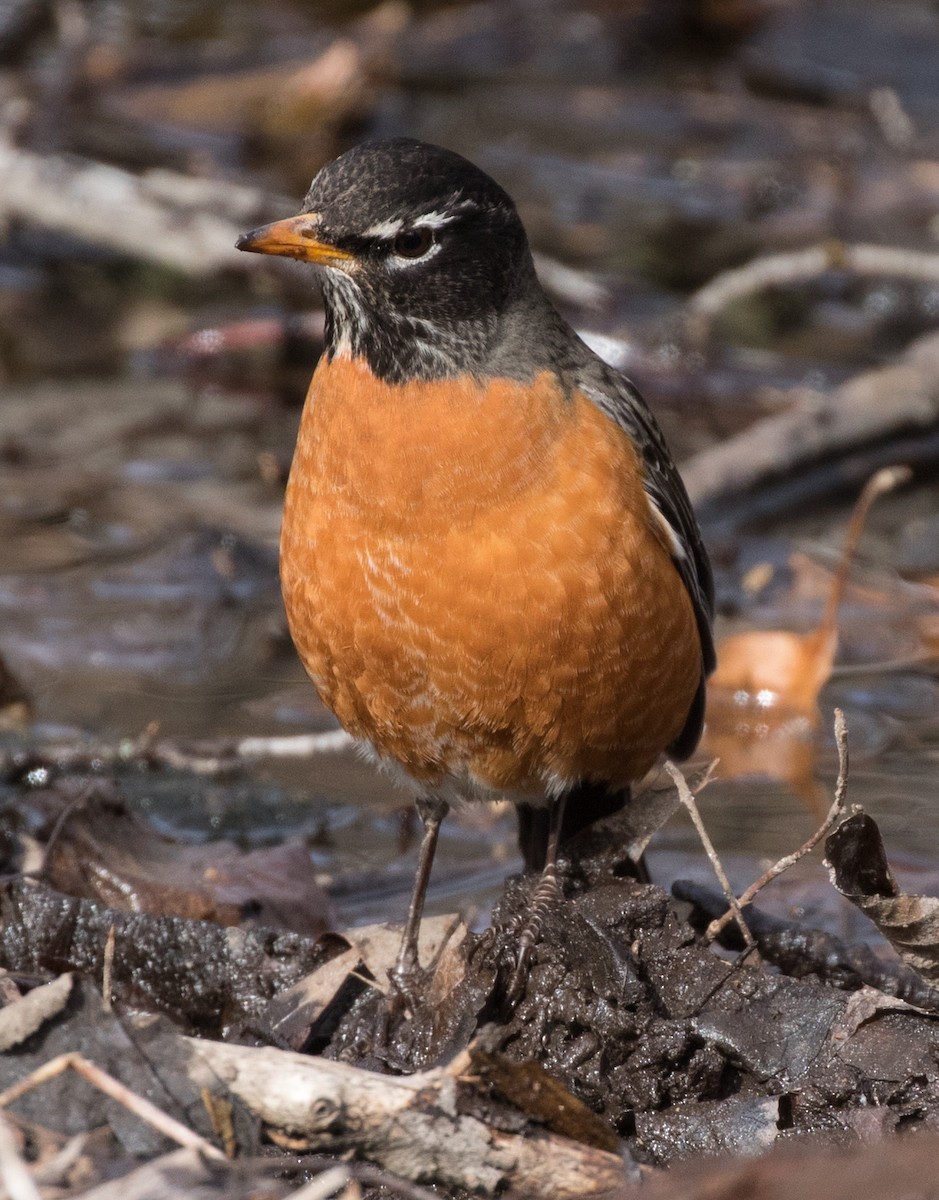 American Robin - ML91026421