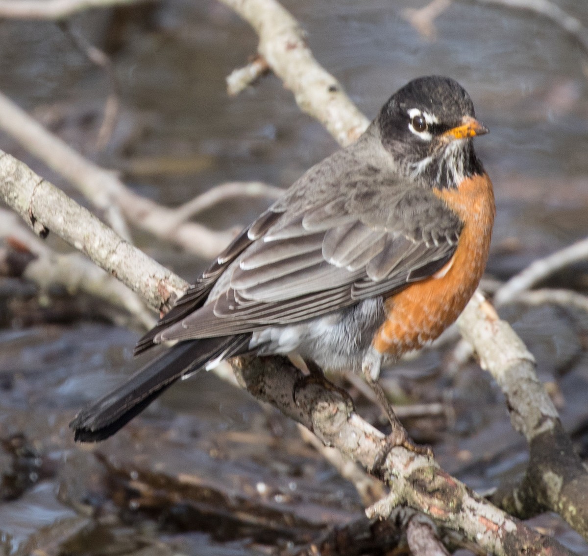 American Robin - ML91026481