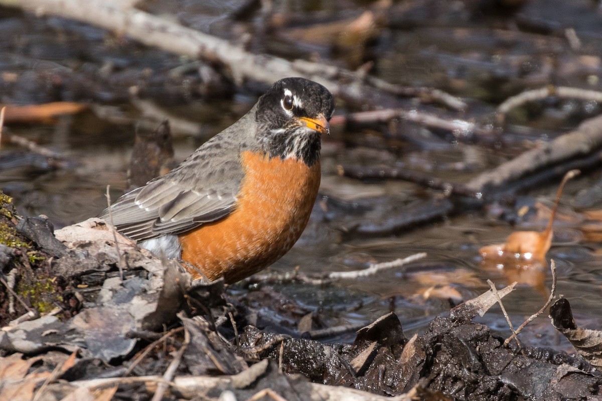 American Robin - ML91026521