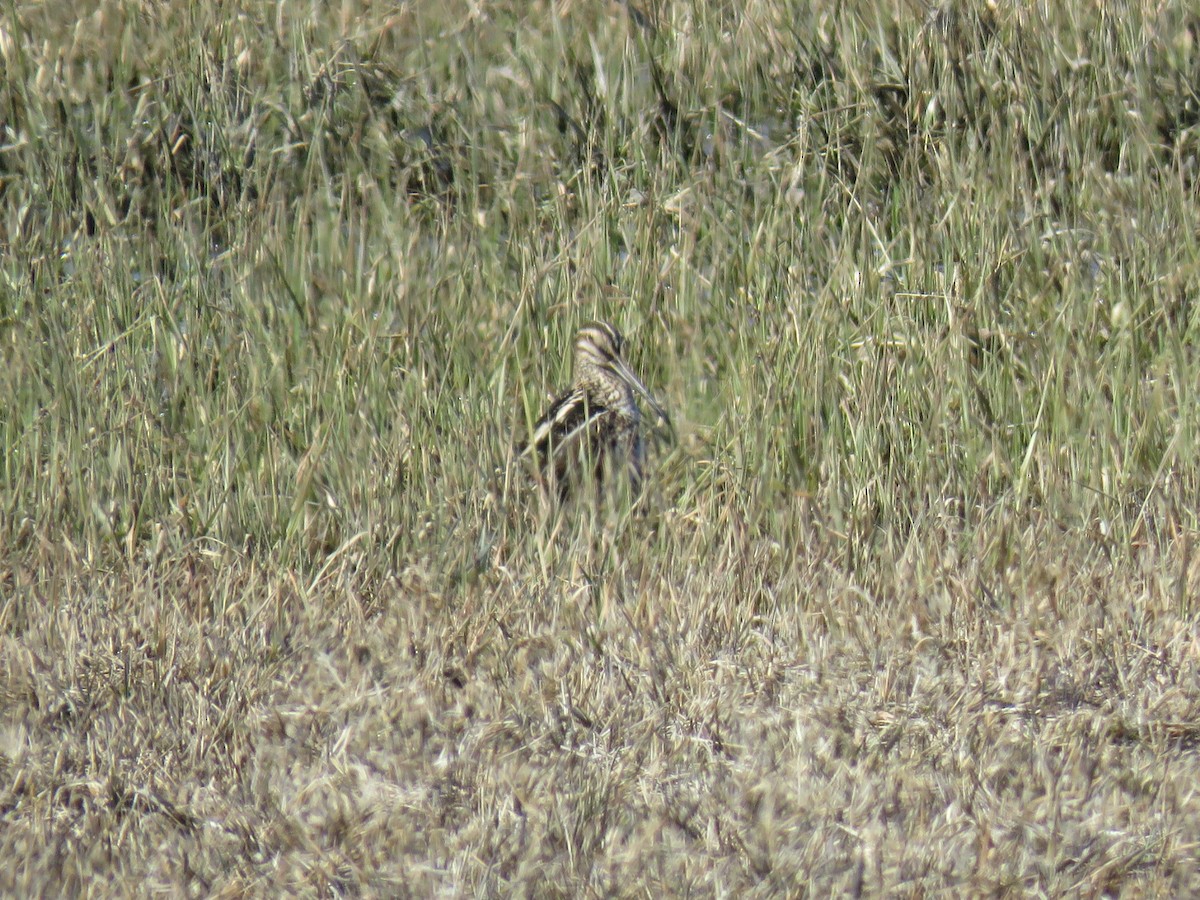 Wilson's Snipe - ML91028111