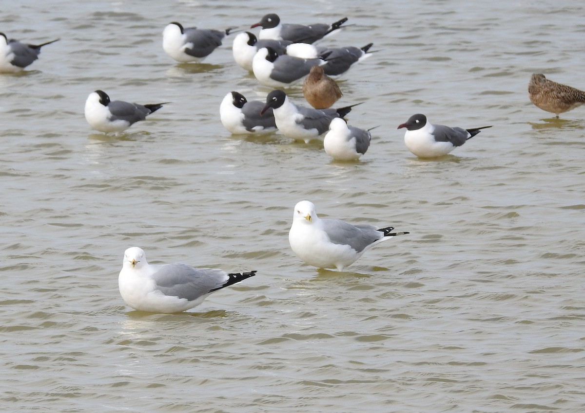 Ring-billed Gull - ML91030041