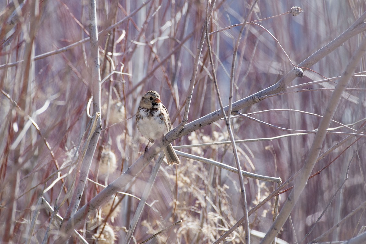 Harris's Sparrow - Dylan Hopkins