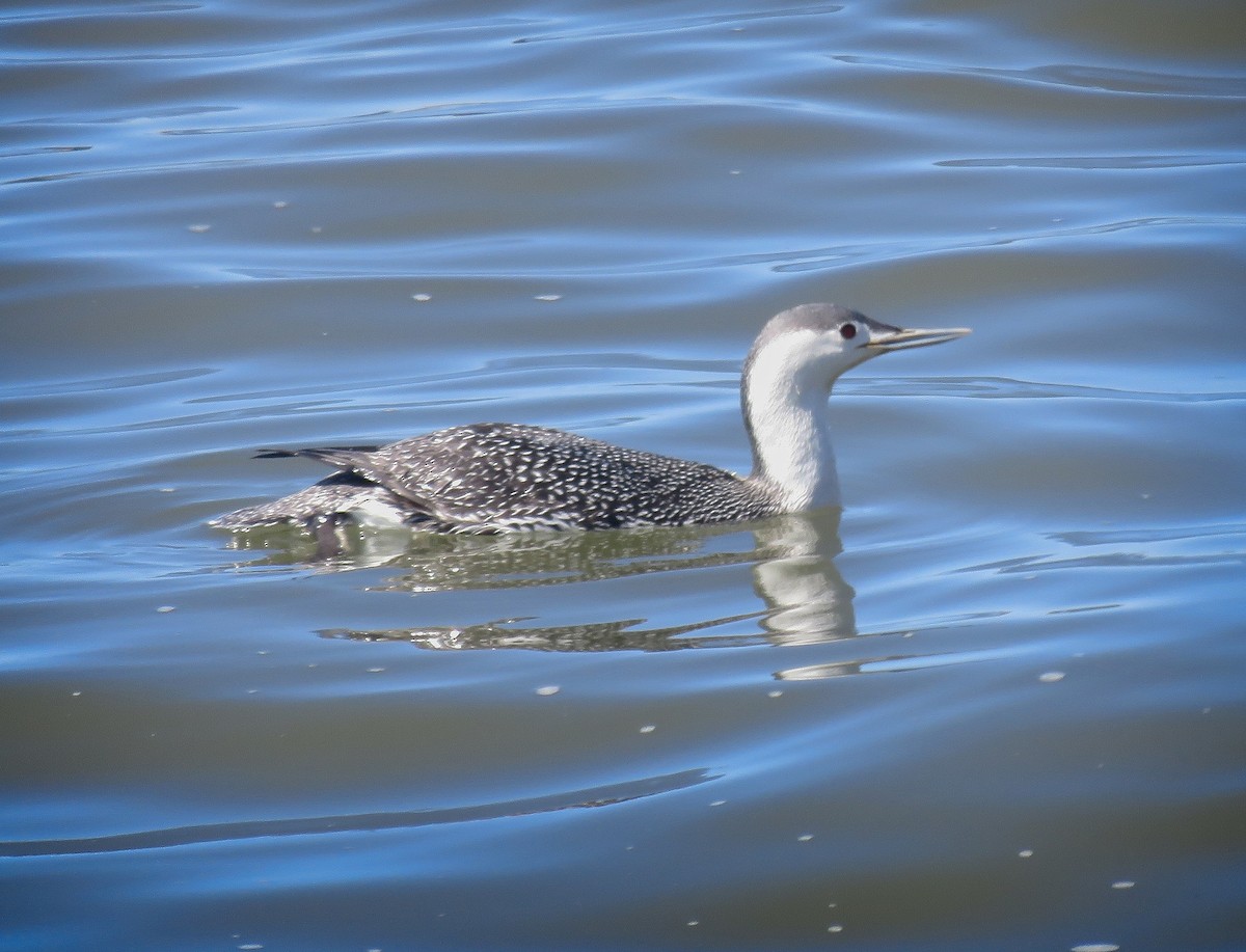 Red-throated Loon - ML91031551