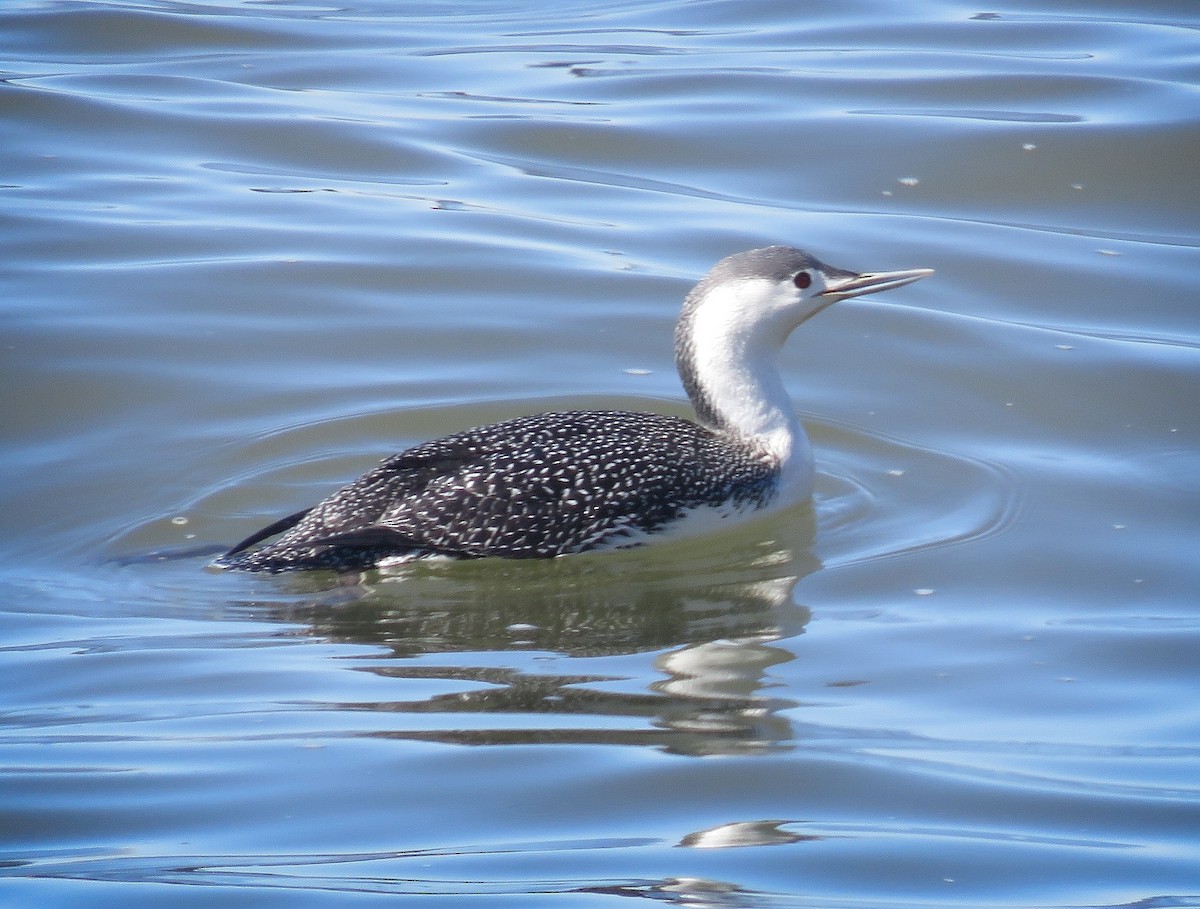 Red-throated Loon - ML91031621
