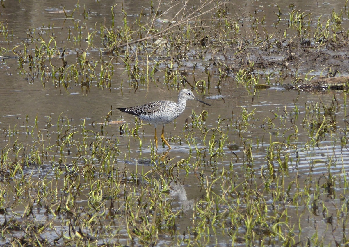 Greater Yellowlegs - ML91032741