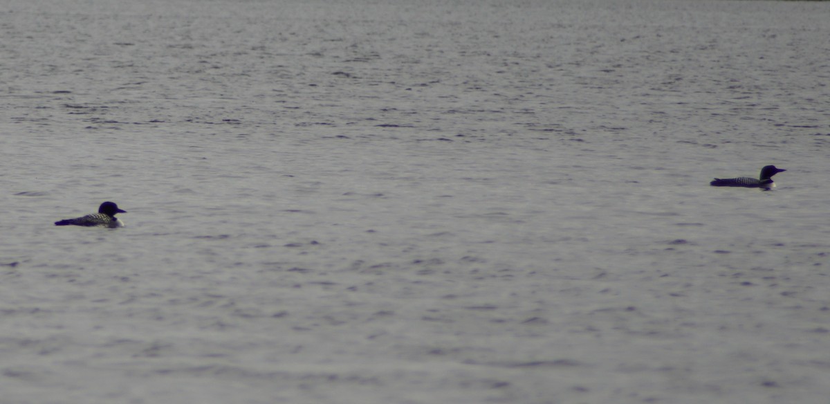Common Loon - ML91032901