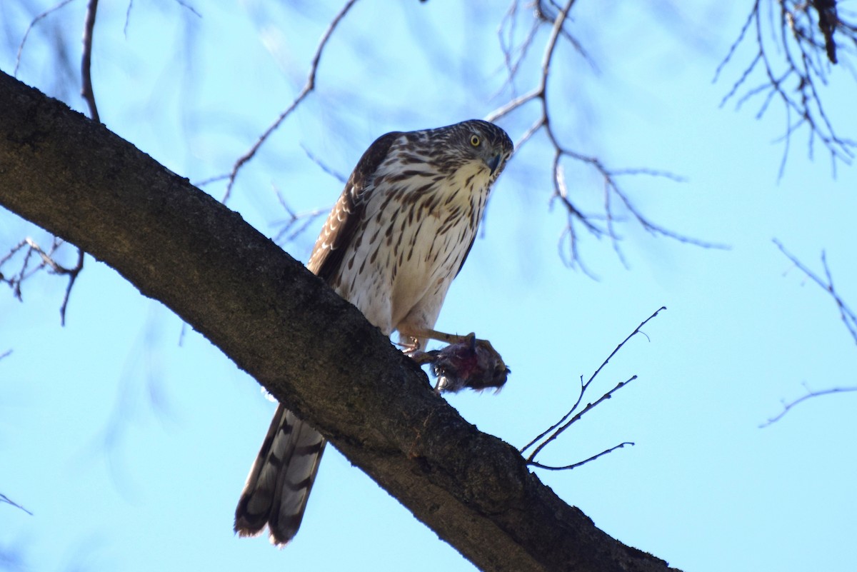 Cooper's Hawk - irina shulgina