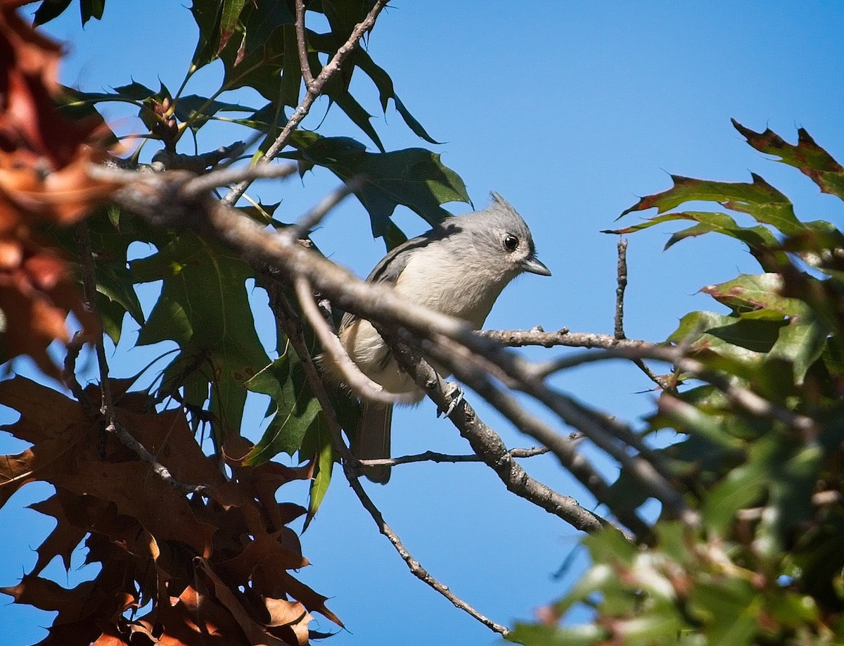 Tufted Titmouse - ML91033721