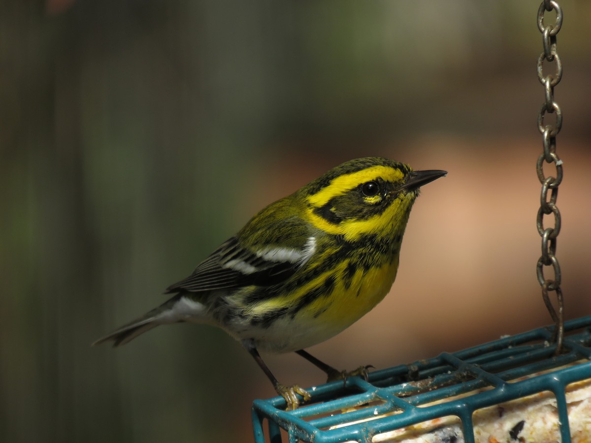 Townsend's Warbler - ML91033761