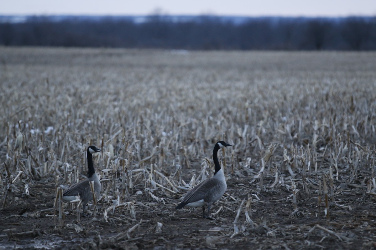 Canada Goose - ML91033781