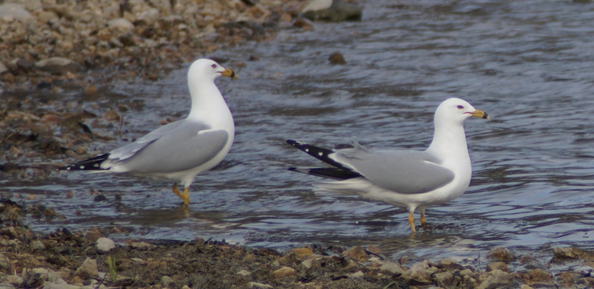 Ring-billed Gull - ML91034781