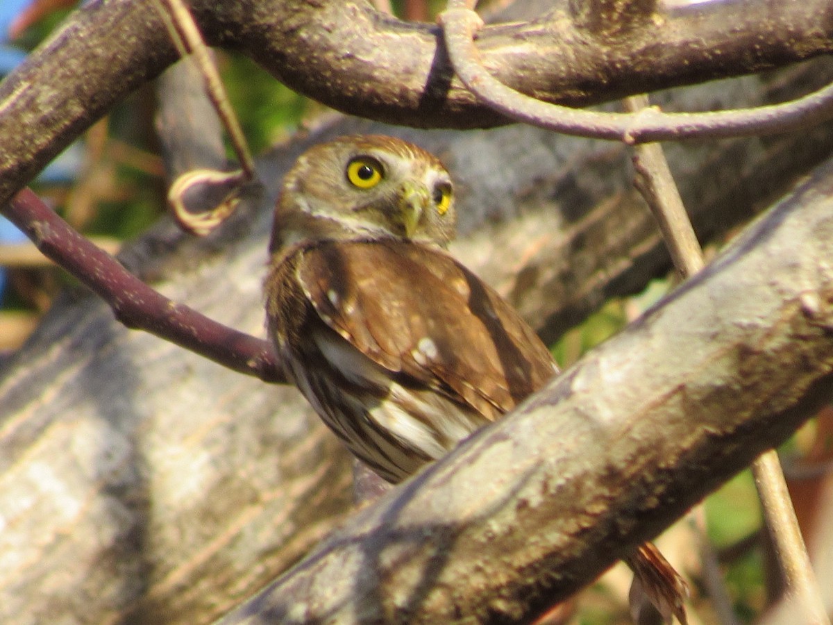 Ferruginous Pygmy-Owl - Jim Zook