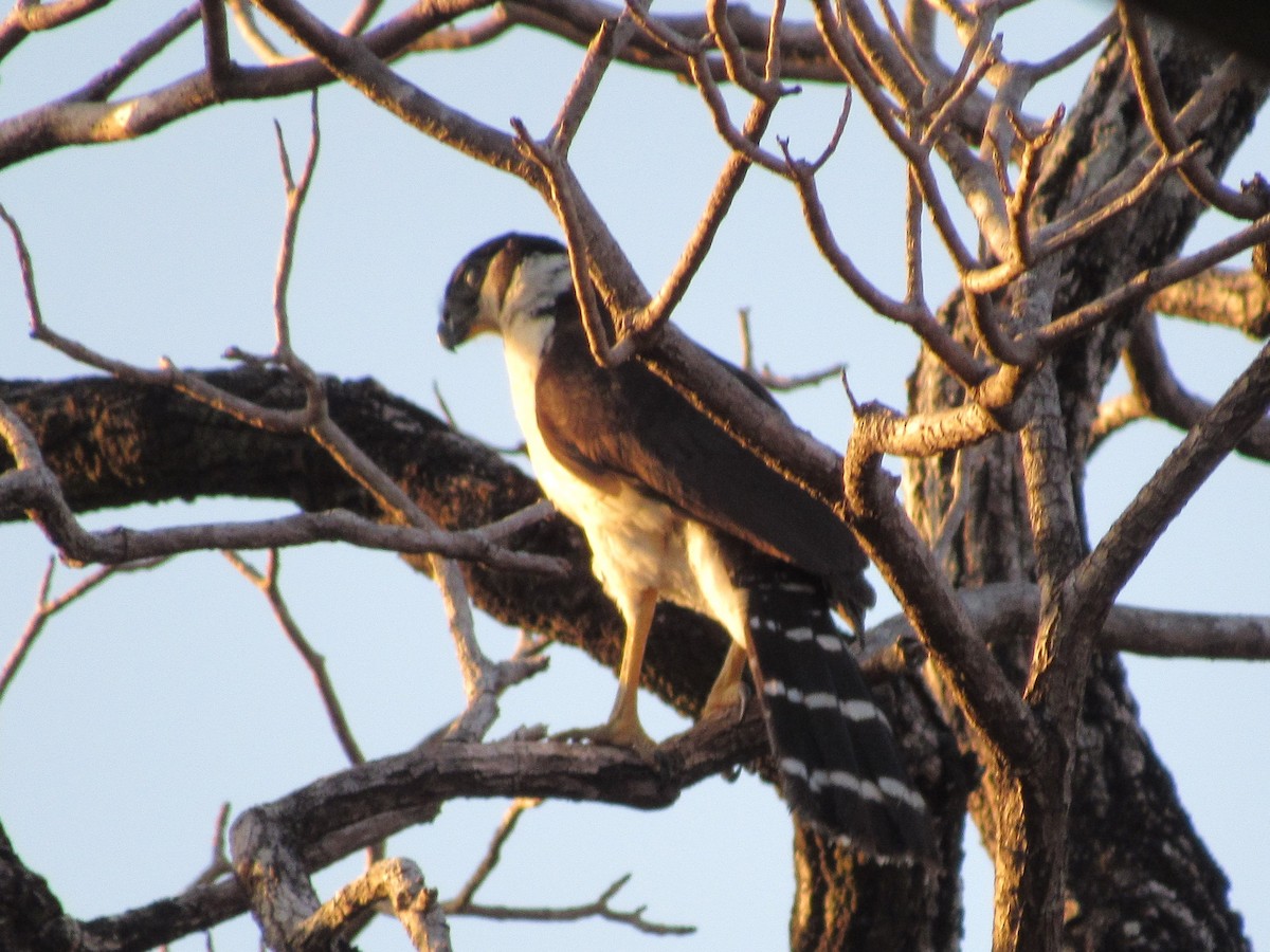 Collared Forest-Falcon - Jim Zook