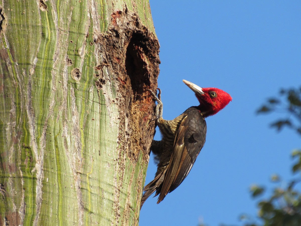 Pale-billed Woodpecker - ML91036931