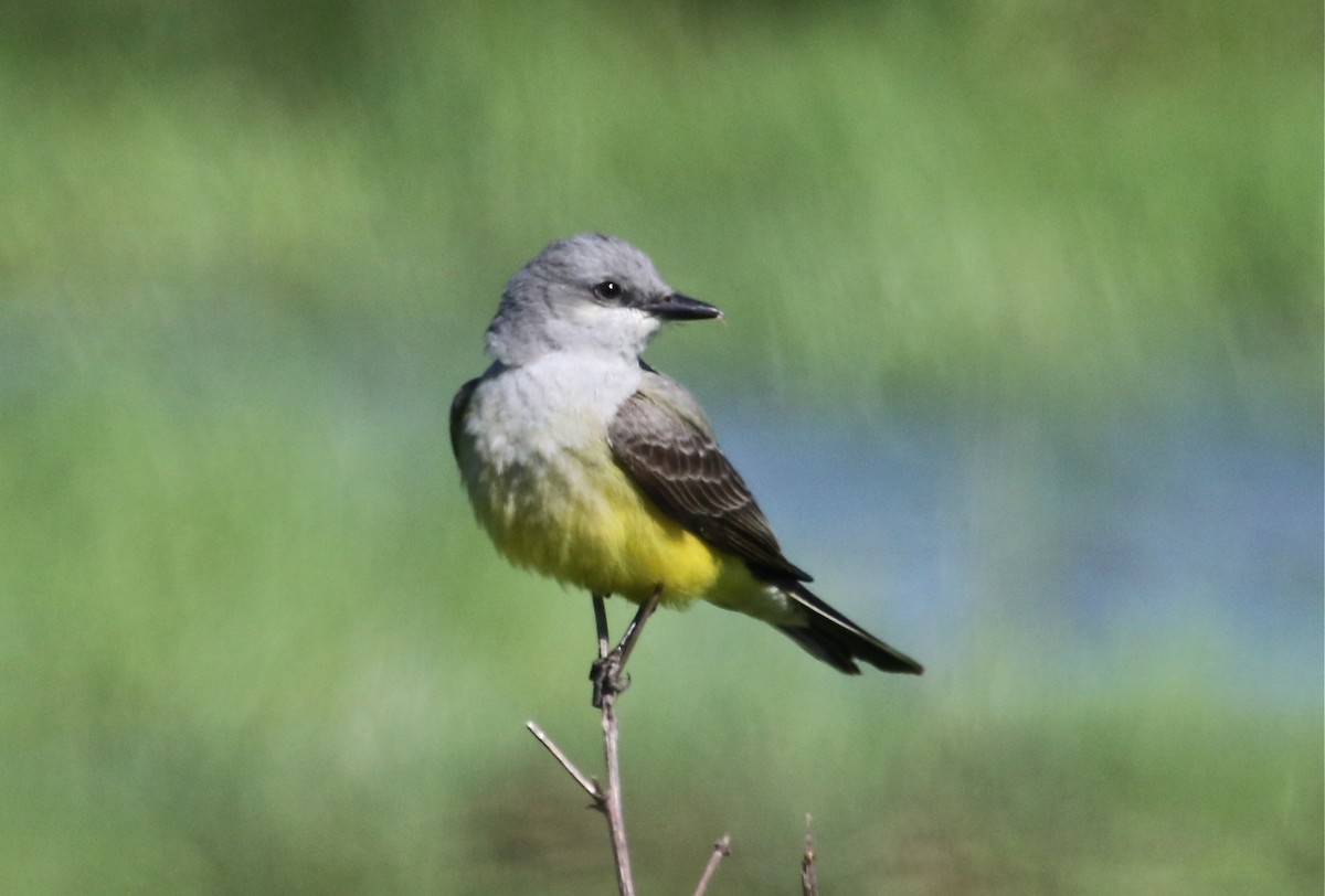 Western Kingbird - ML91037721