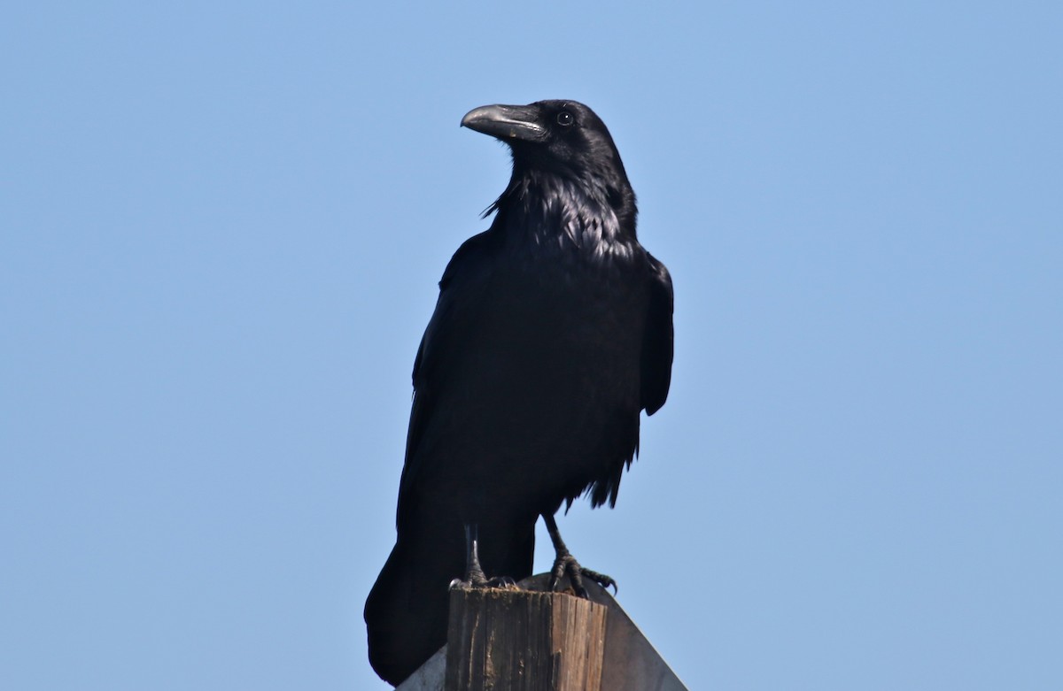 Common Raven - ML91037751