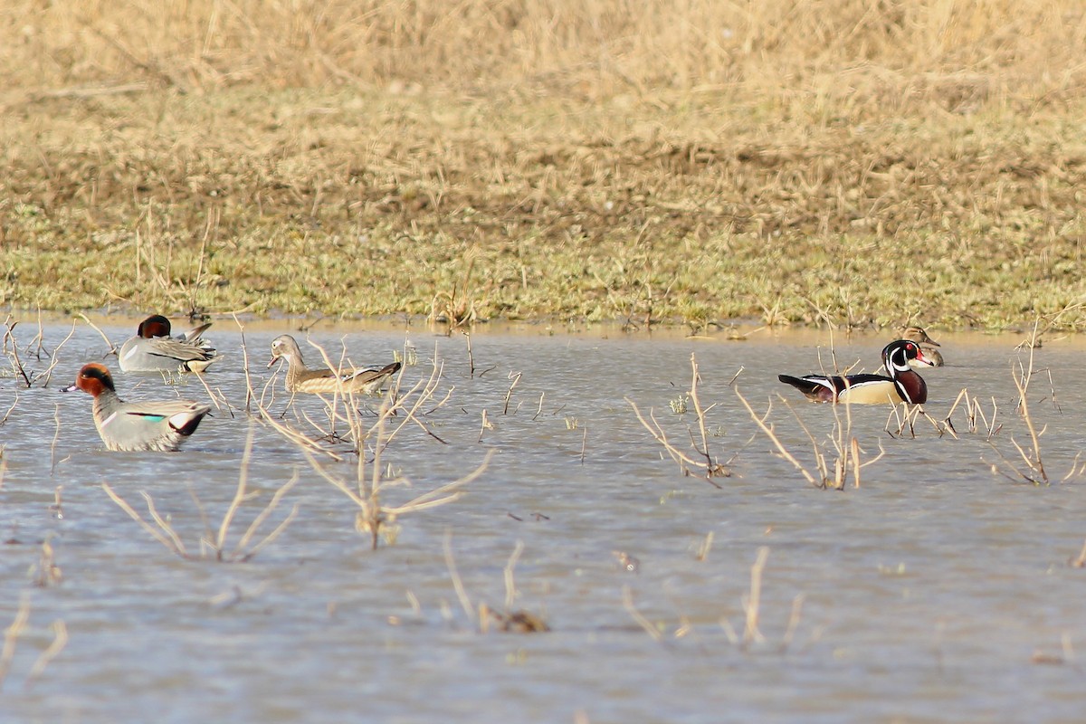 Green-winged Teal - ML91038931