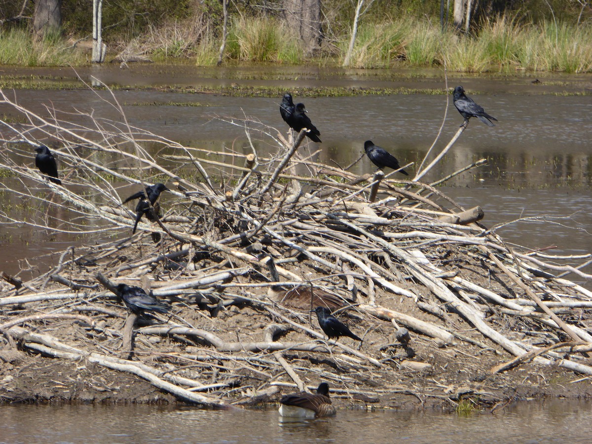 Fish Crow - ML91040271