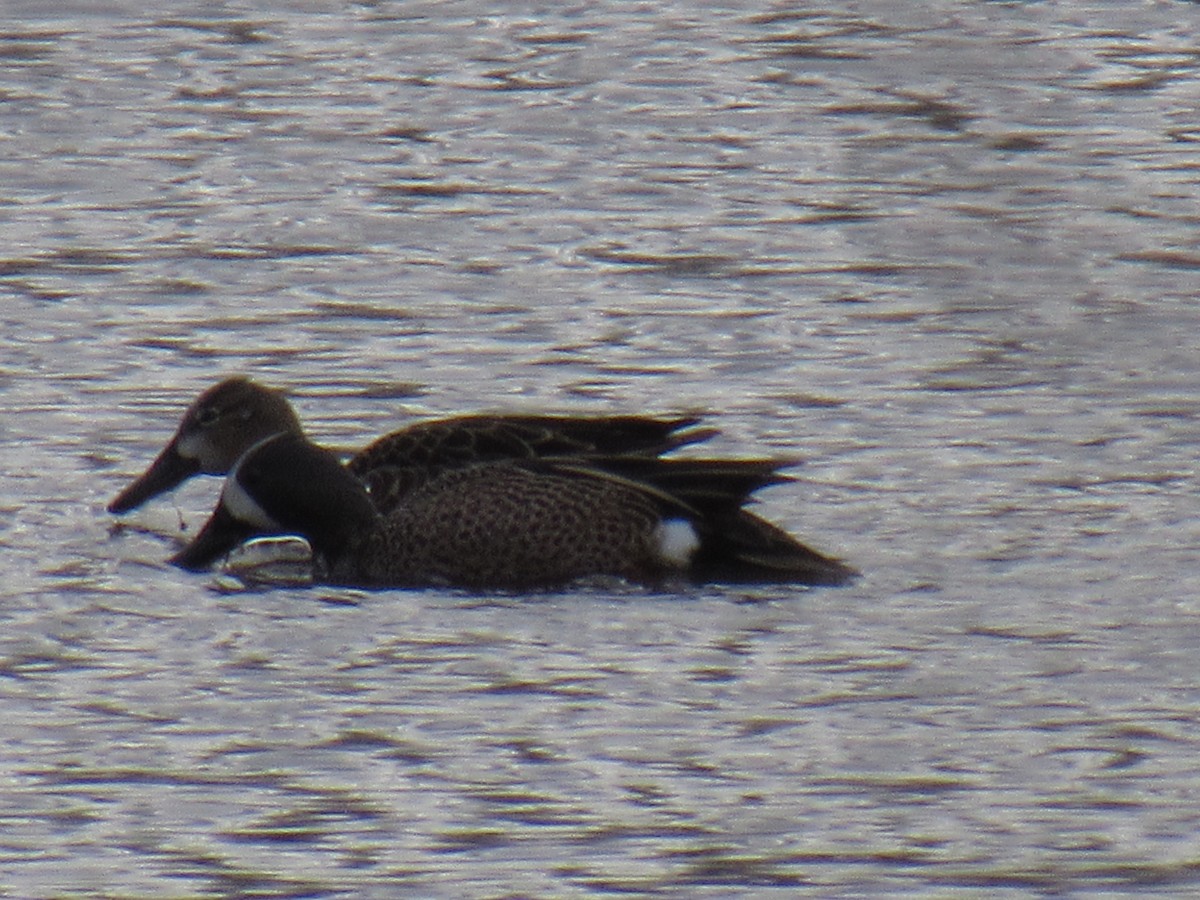 Blue-winged Teal - ML91043321