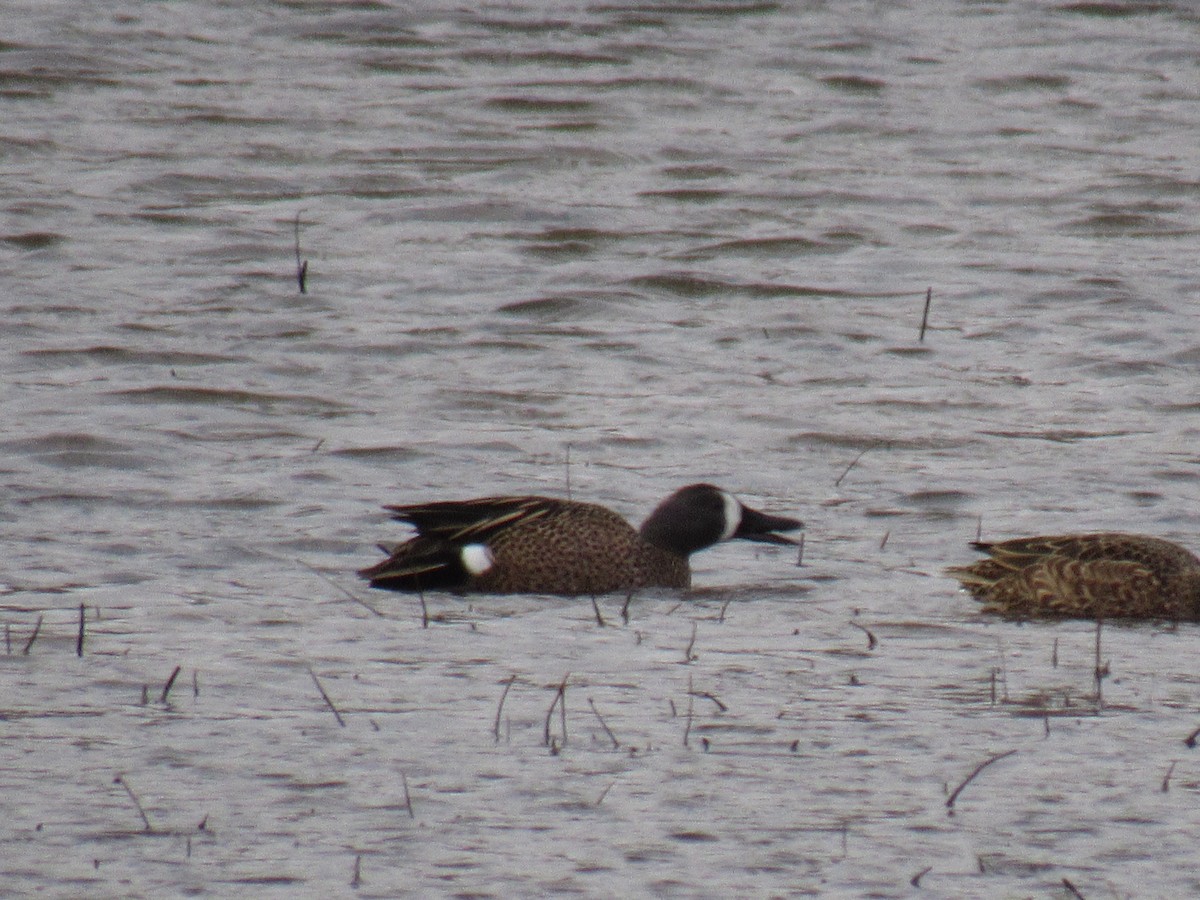 Blue-winged Teal - ML91043481