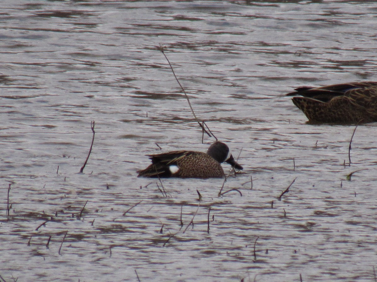 Blue-winged Teal - ML91043491