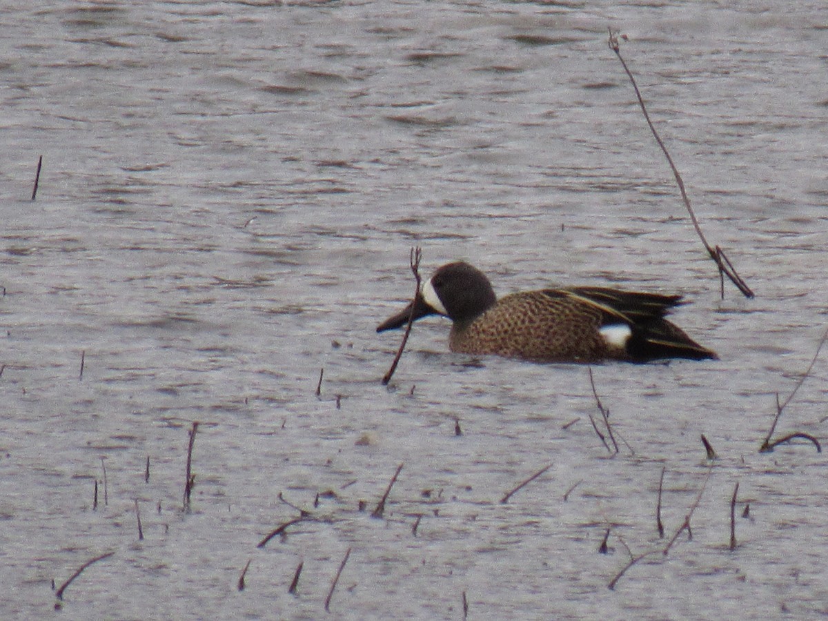 Blue-winged Teal - ML91043571