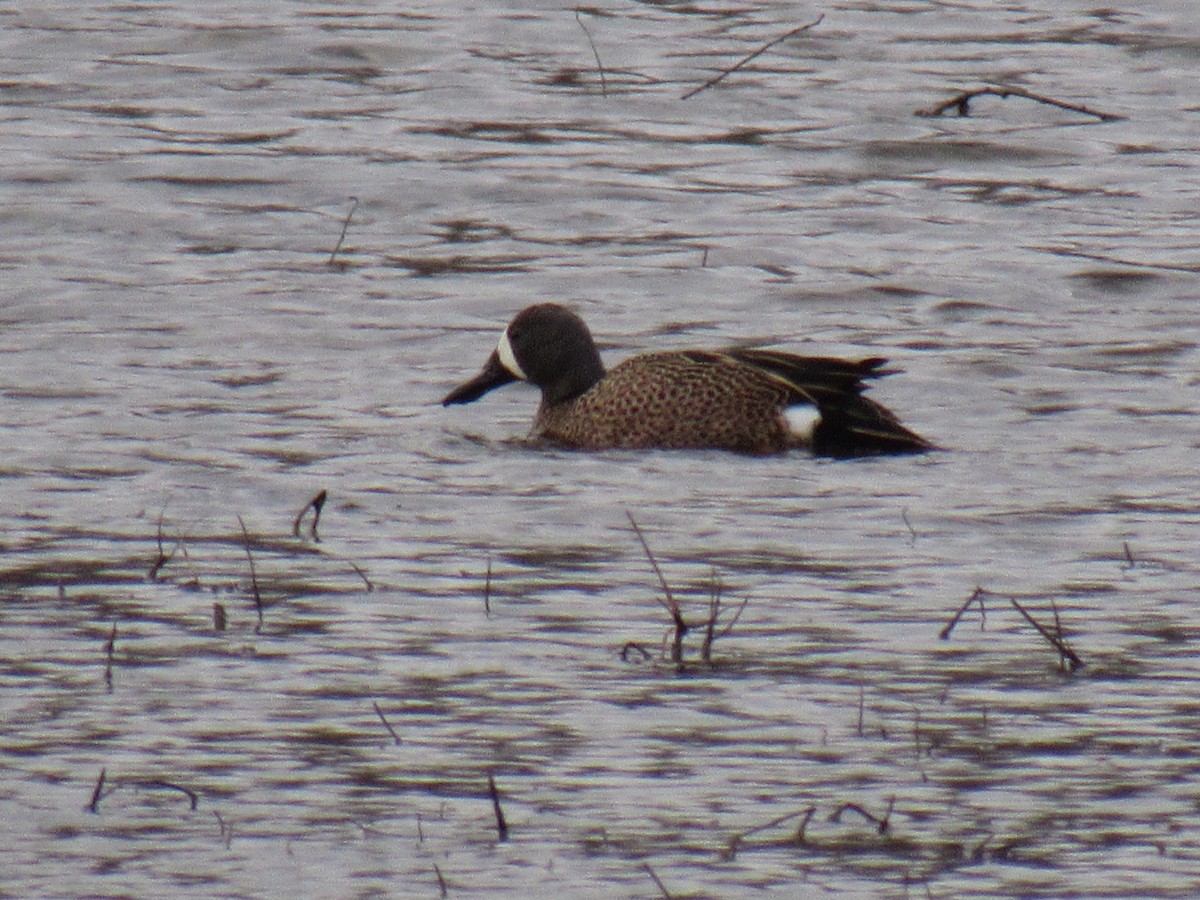Blue-winged Teal - ML91043581