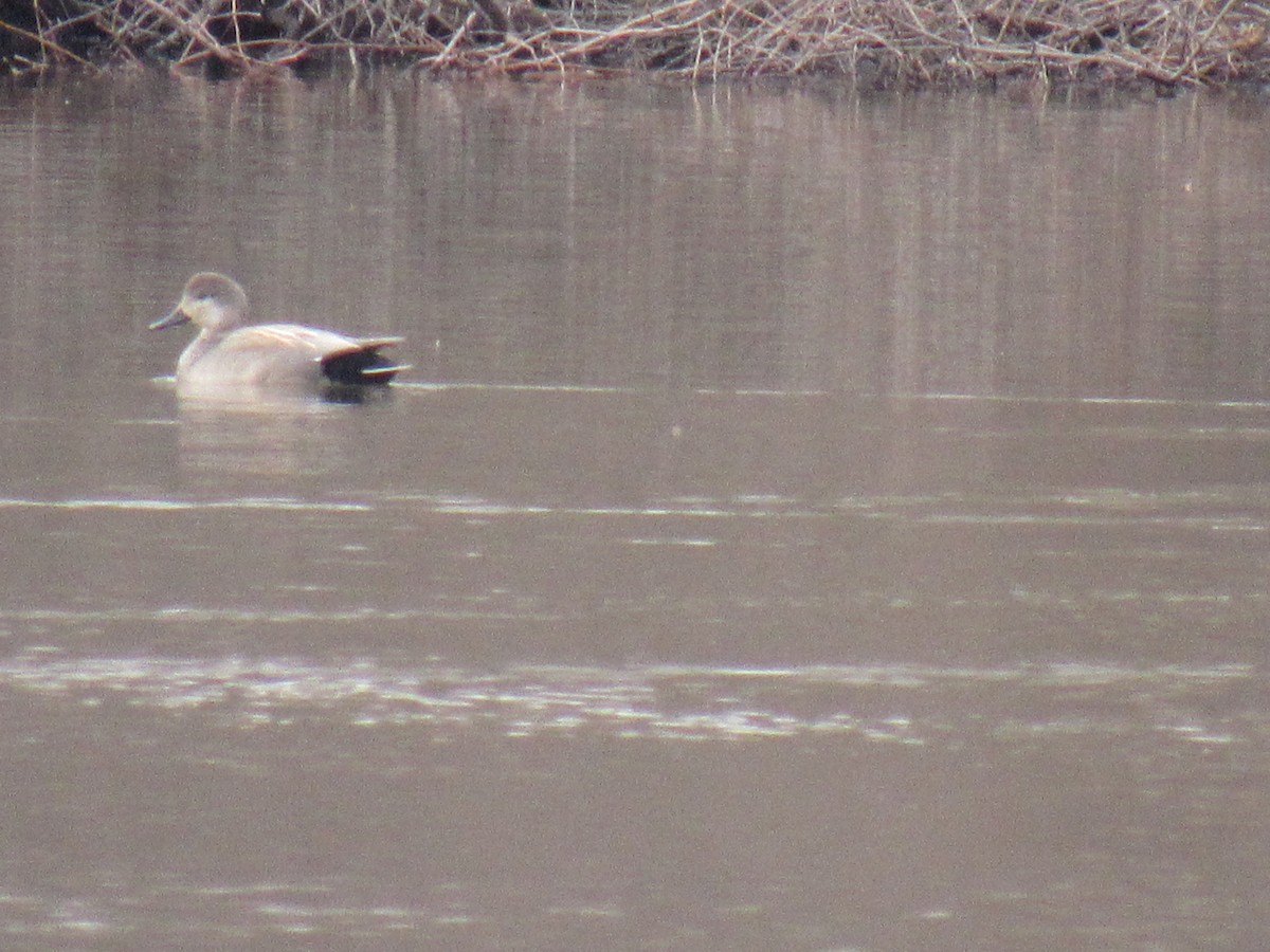 Бор нугас - ML91043771