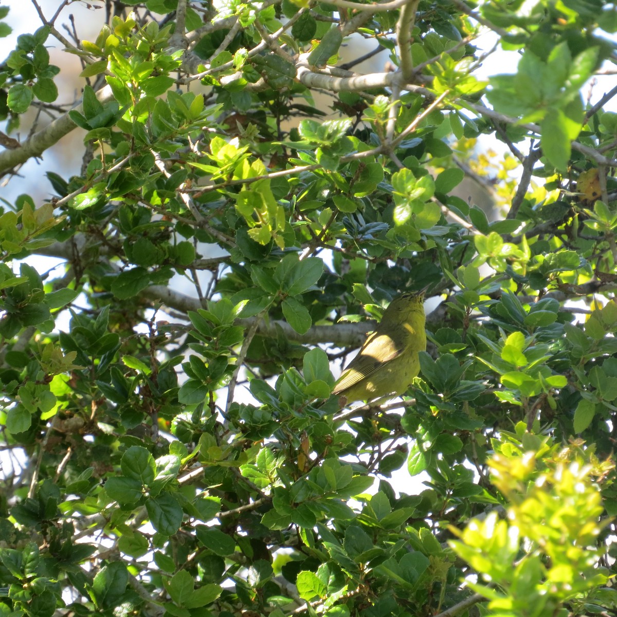 Orange-crowned Warbler - Kris Ohlenkamp