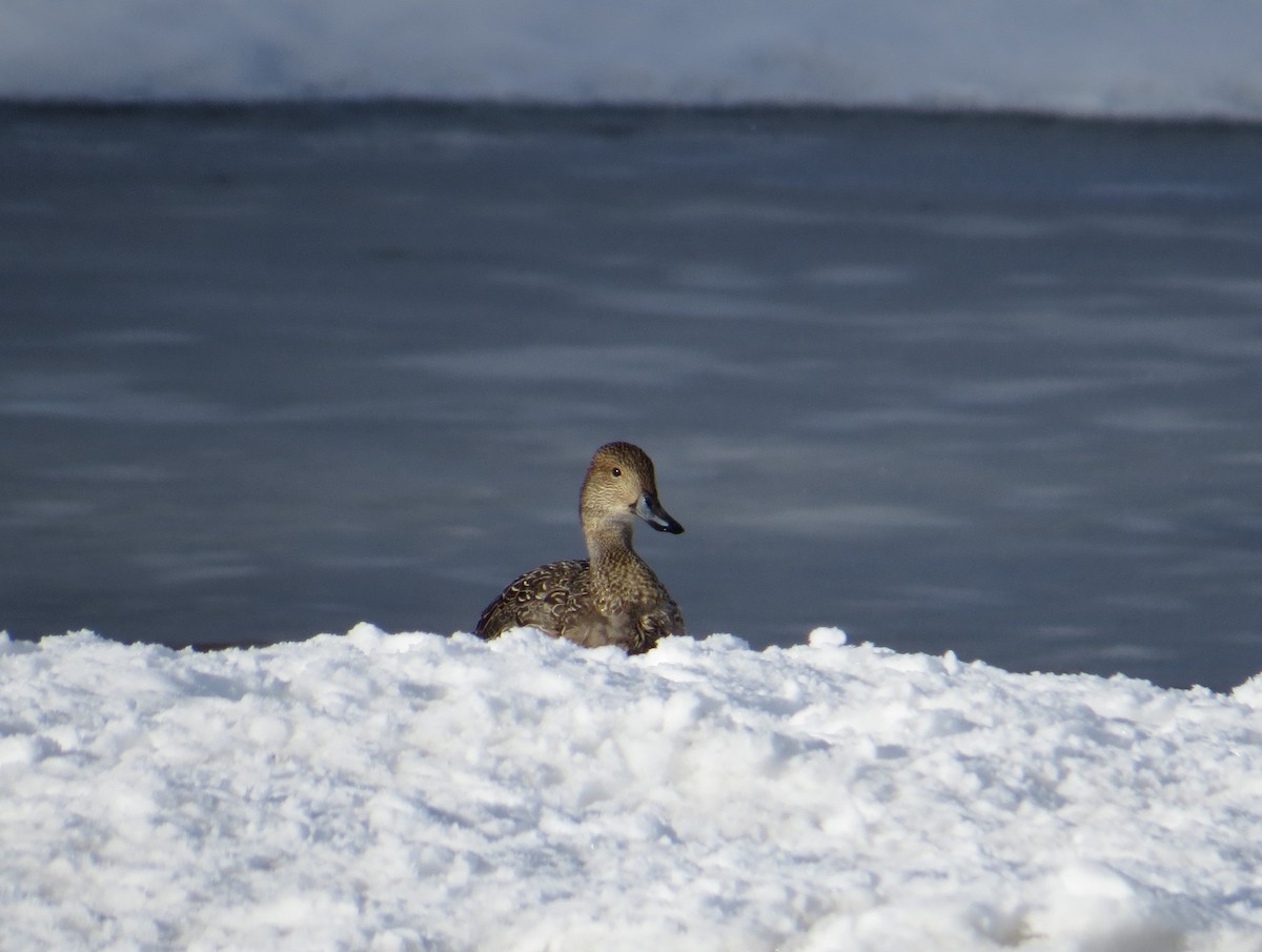 Northern Pintail - Heather Meier