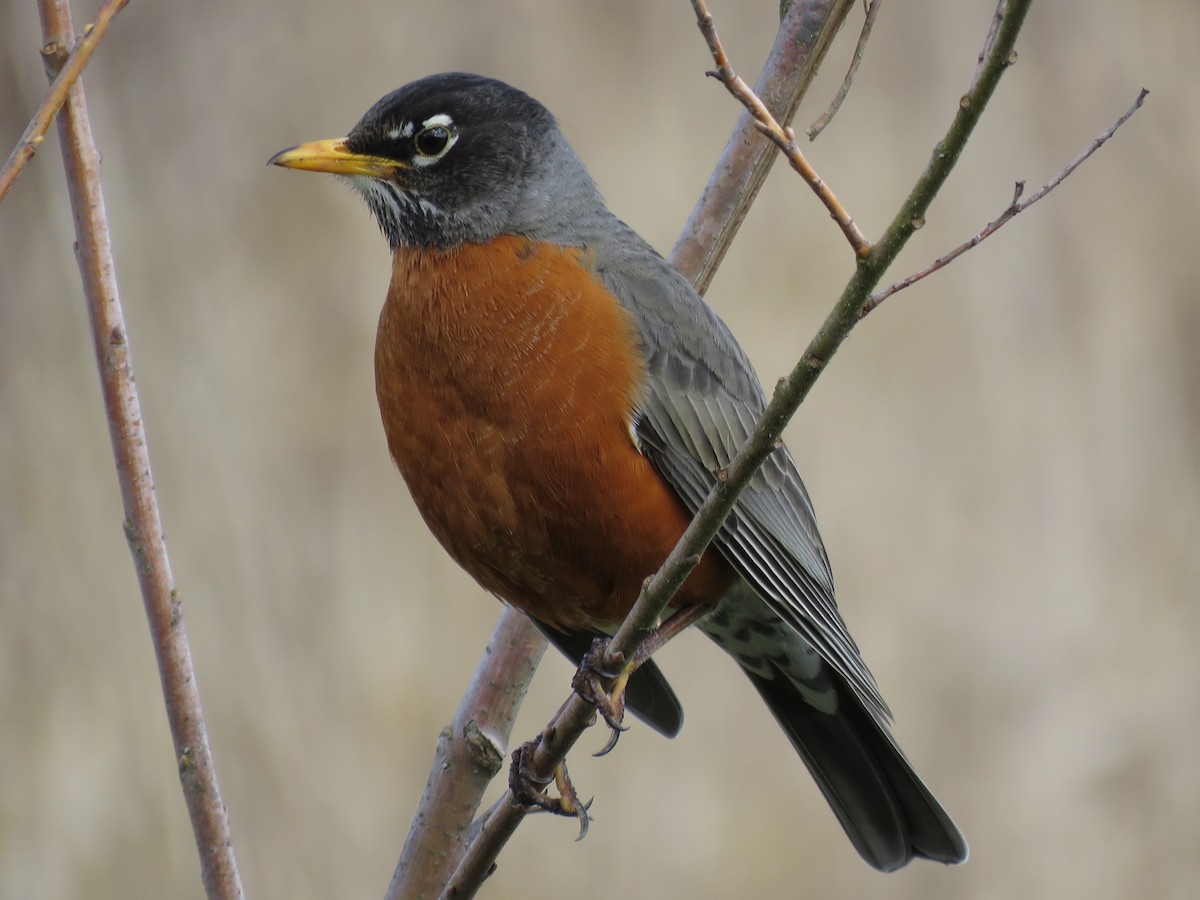 American Robin - ML91045991