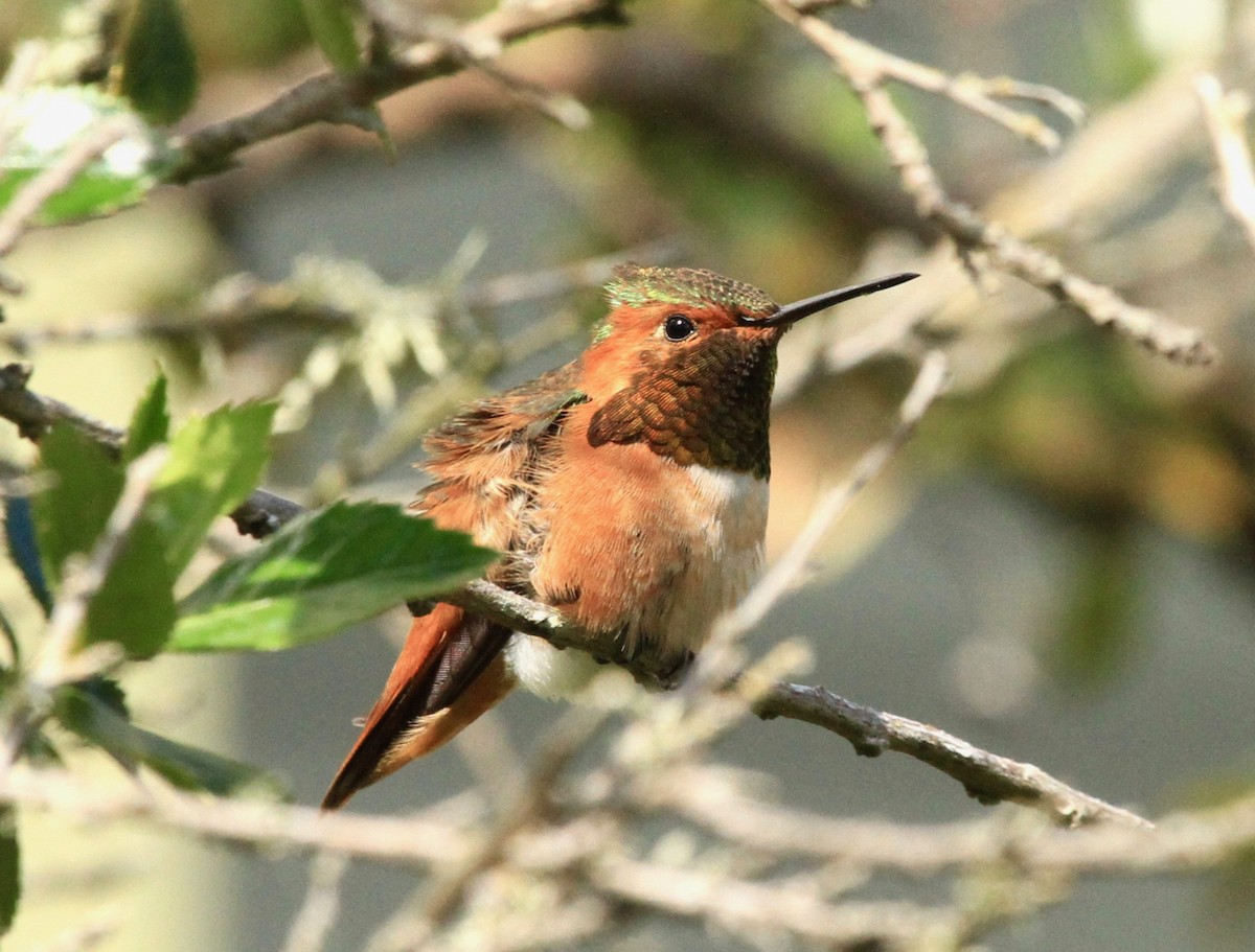 Алленов колибри - ML91046401