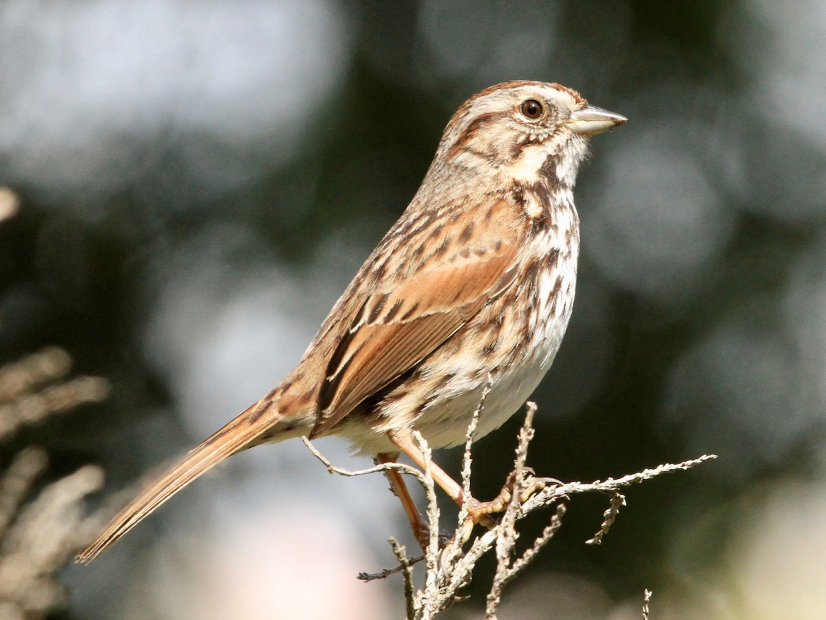 Певчая овсянка - ML91046411