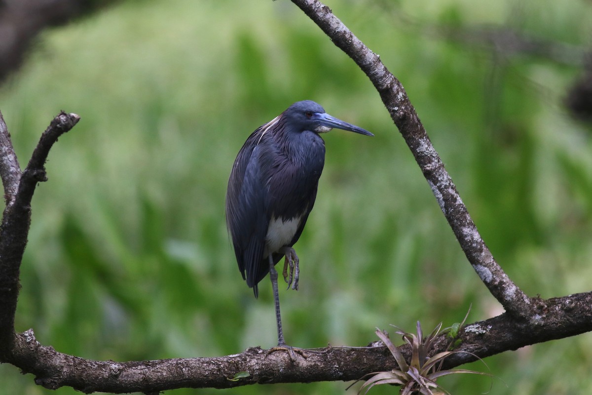 Tricolored Heron - Jeff Bolsinger