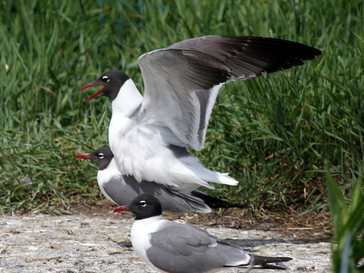 Laughing Gull - ML91050121