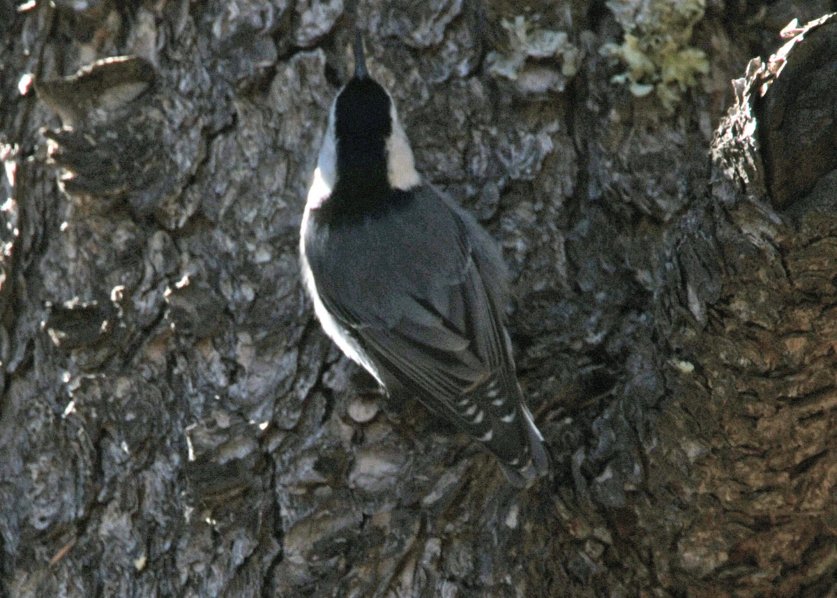 White-breasted Nuthatch (Interior West) - ML91050421