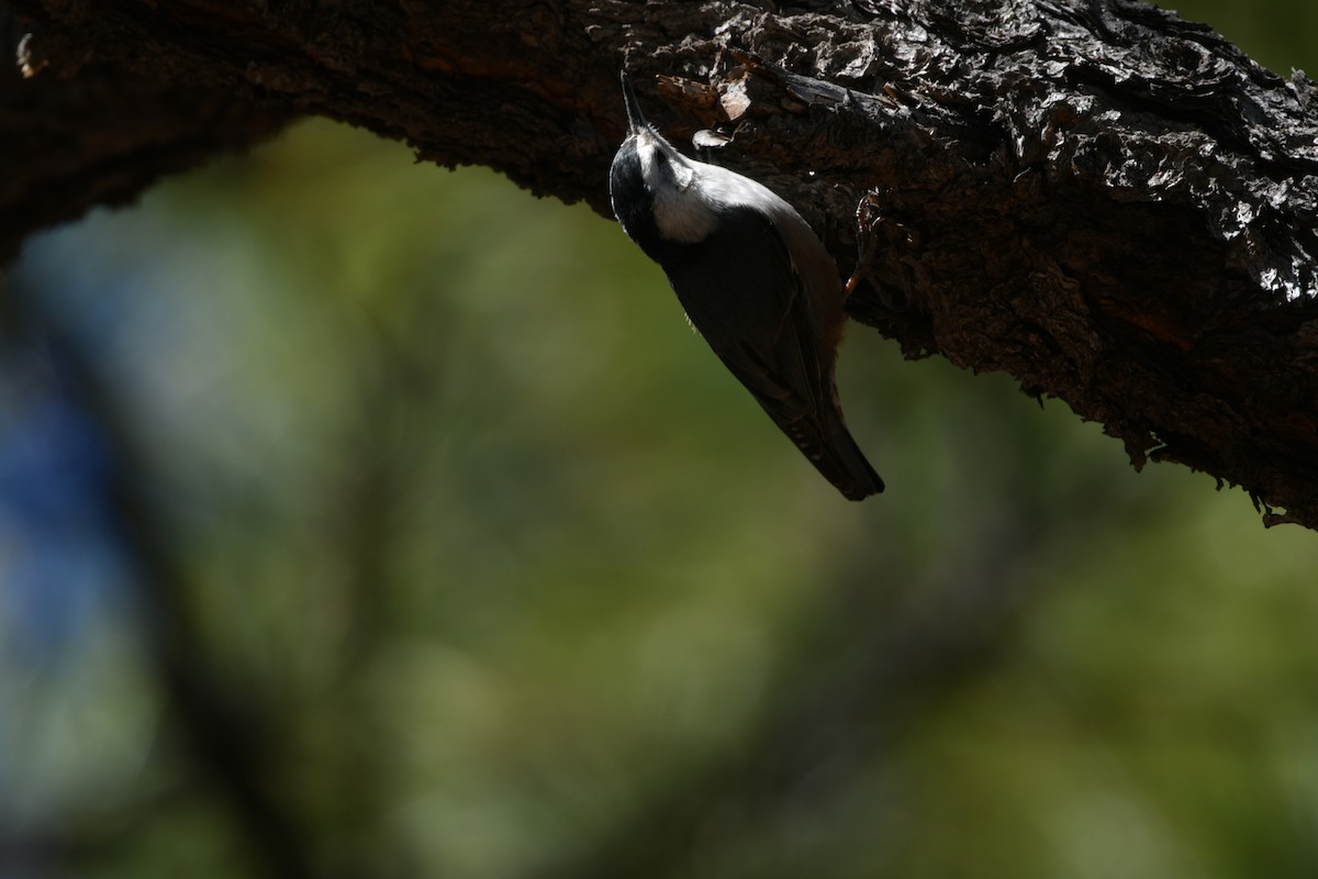 White-breasted Nuthatch (Interior West) - ML91050461