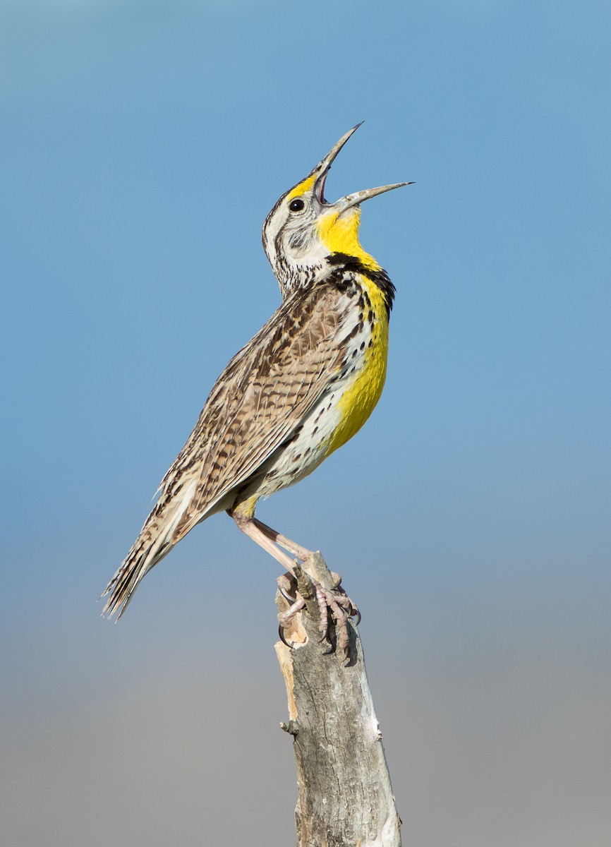 Western Meadowlark - ML91051491